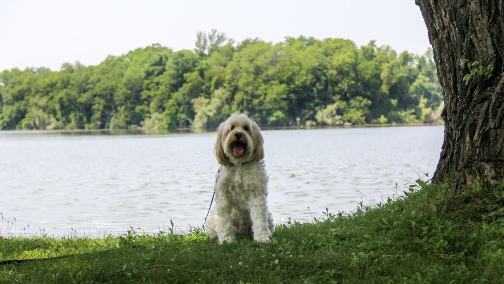 Dog sitting by lake at pet friendly cabins in Branson MO.