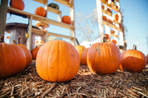 Fall pumpkins on ground during Thanksgiving in Branson 2024