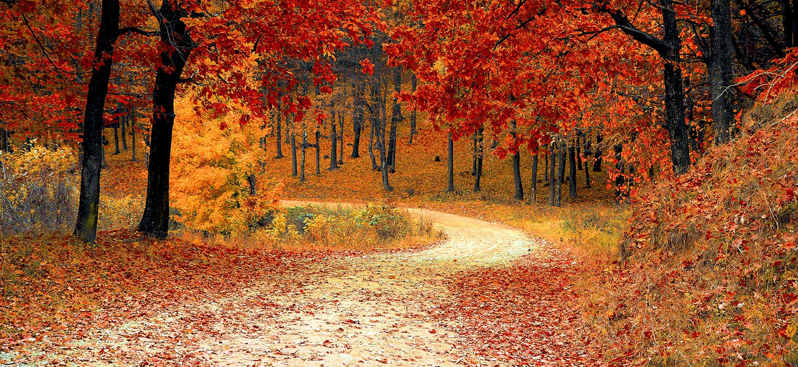 Dirt road in fall with multi colored leaves in Branson Missouri.