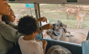 Family at a safari park between Kansas City and Branson