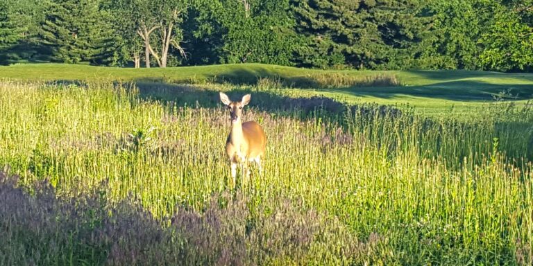 Picture of deer on golf course.