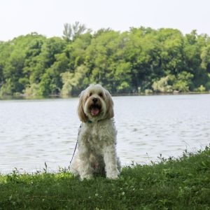 Dog sitting by lake at pet friendly cabins in Branson MO.